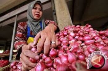 Harga Bawang Kembali Naik Di Palu 