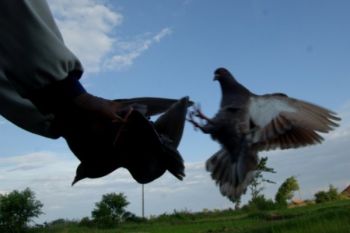 Merpati Balap