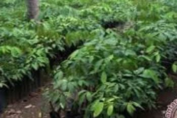 Program Bantuan Bibit Karet Kurang Diminati
