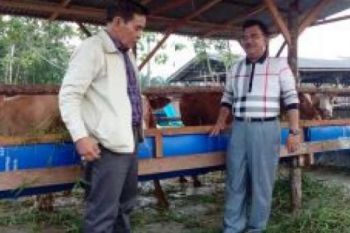 Enam Sapi "Antarkan" Masyarakat Kampar Naik Haji
