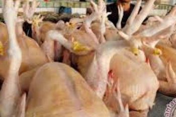  Warga Indragiri Hilir Keluhkan Kenaikan Harga Ayam  
