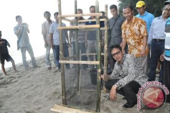Gubernur Sumbar Tanam Pohon Cemaran di Sago