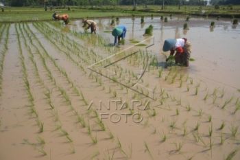 Sistem Tanam "Jajar Legowo" Untungkan Petani 