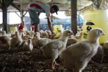 Dinilai Menyimpang, Peternakan Ayam Disegel