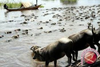 Melestarikan kerbau rawa Pampangan sebagai aset nasional