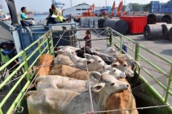 Mendag: Impor 270 Ribu Sapi