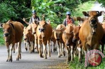Lampung sentra peternakan sapi, harga daging  tetap tinggi