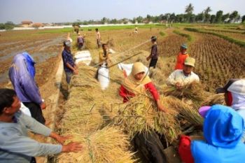 Pengadaan Beras Bulog Kedu Baru 36,36 Persen