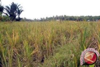 Petani Palolo Terancam Gagal Panen 