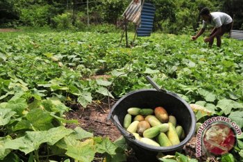 Panen Buah Timun Jelang Puasa