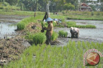Sumsel optimistis surplus beras 2,7 juta ton 