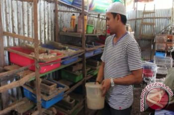 Warga Palembang tertarik ternak tikus putih