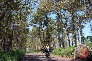 Pencari Kayu Bojonegoro