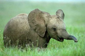 Uni Eropa adopsi anak gajah dari Leuser