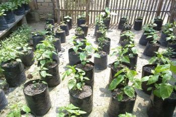 BI Papua siapkan bantuan "polybag" dan bibit cabai