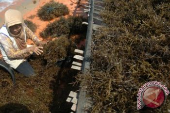 Harga Rumput Laut Semakin Anjlok