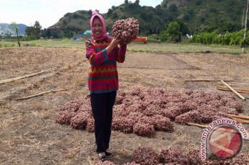 Bulog NTB beli bawang merah petani Bima