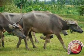 Ntb Tolak Bantuan Kerbau Impor