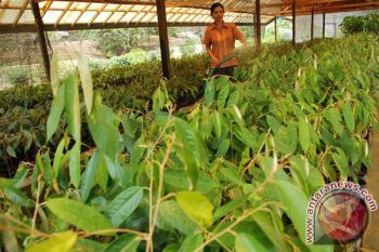 Barito Utara Siapkan 5.000 Bibit Durian 