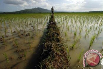 Petani Pangkep gunakan pompanisasi antisipasi kekeringan 