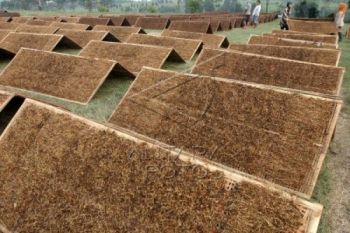 Kuota Pembelian Tembakau Temanggung dari Gudang Garam Ditunggu 