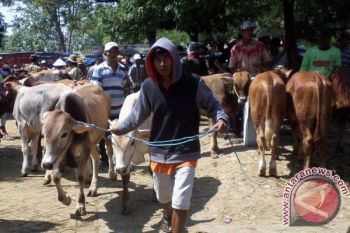 Dinas Peternakan Bojonegoro Akan Periksa Daging Sapi