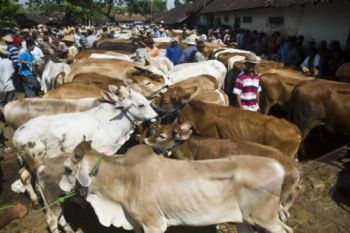 Kudus Siap Dukung Swasembada Daging Nasional