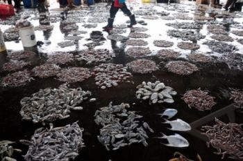 Hasil Tangkapan Tak Menentu, Pelelangan Ikan di Cilacap Lesu