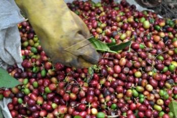 Harga Kopi Arabika Naik