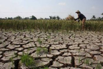 Kekeringan, Puluhan Hektare Tanaman Padi di Kudus Puso
