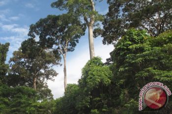 FAO dukung produks dan perdagangan kayu Indonesia
