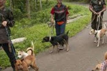 Masyarakat Dukung Kuansing Tuan Rumah Berburu Babi