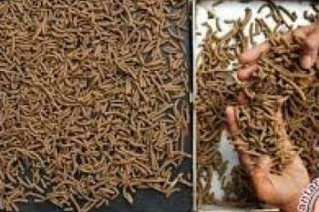 DPRD Harapkan Ada Produksi Pakan Di Riau
