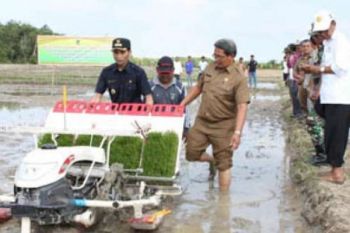 Staf Ahli Kementan RI Perkenalkan Model Tanam SRI Pada Petani Rohil