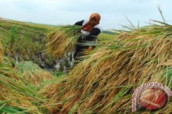 BPS: Produksi Padi Jateng Naik Hampir 10 Persen