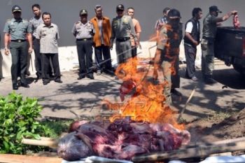 PEMUSNAHAN DAGING GLONGGONG