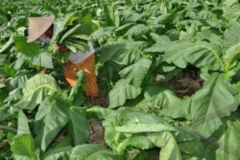 Bila Harga Tembakau di Bawah Rp70.000/Kg, Petani Rugi