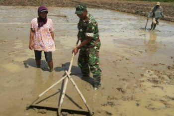 Babinsa Kodim Sorong bantu petani bajak sawah