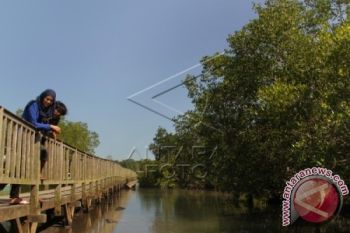Sumatera Miliki 477.471,49 Hektare Mangrove