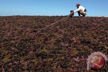 KOMODITAS RUMPUT LAUT SULSEL