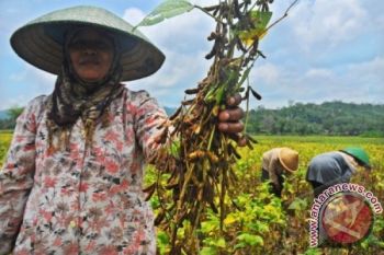 Petani SP6 Timika panen perdana kedelai