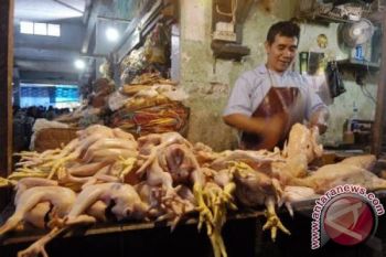 Harga Daging Ayam di Buntok Rp40.000/kg 