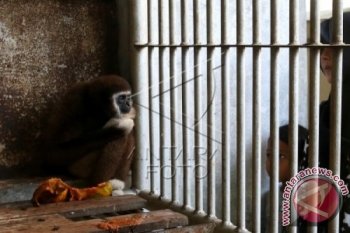 Populasi Siamang Terancam