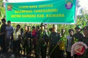 Dandim Kaimana panen jagung bersama masyarakat