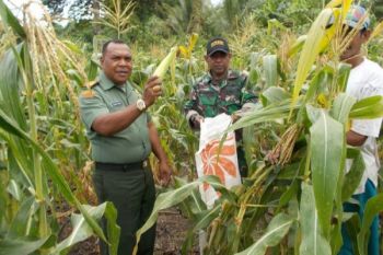 Koramil Yapsel panen jagung bersama masyarakat