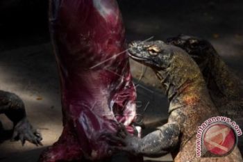 Komodo Dipromosikan di Norwegia