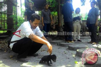 Bayi Beruang Madu ditemukan Warga Katingan