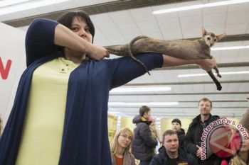 Museum New York Hadirkan Fenomena Kucing di Internet
