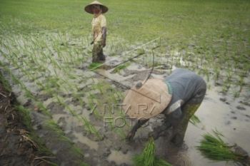 Produksi Padi di Kudus Terealisasi 79,36 Persen