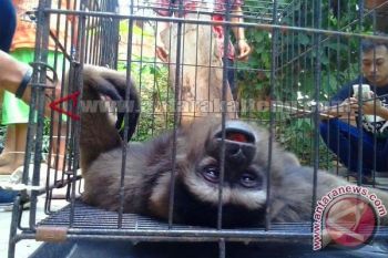 Warga Serahkan Owa-Owa Ke BKSDA Kalteng 
